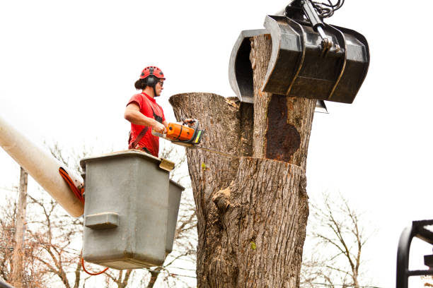 How Our Tree Care Process Works  in  Auberry, CA